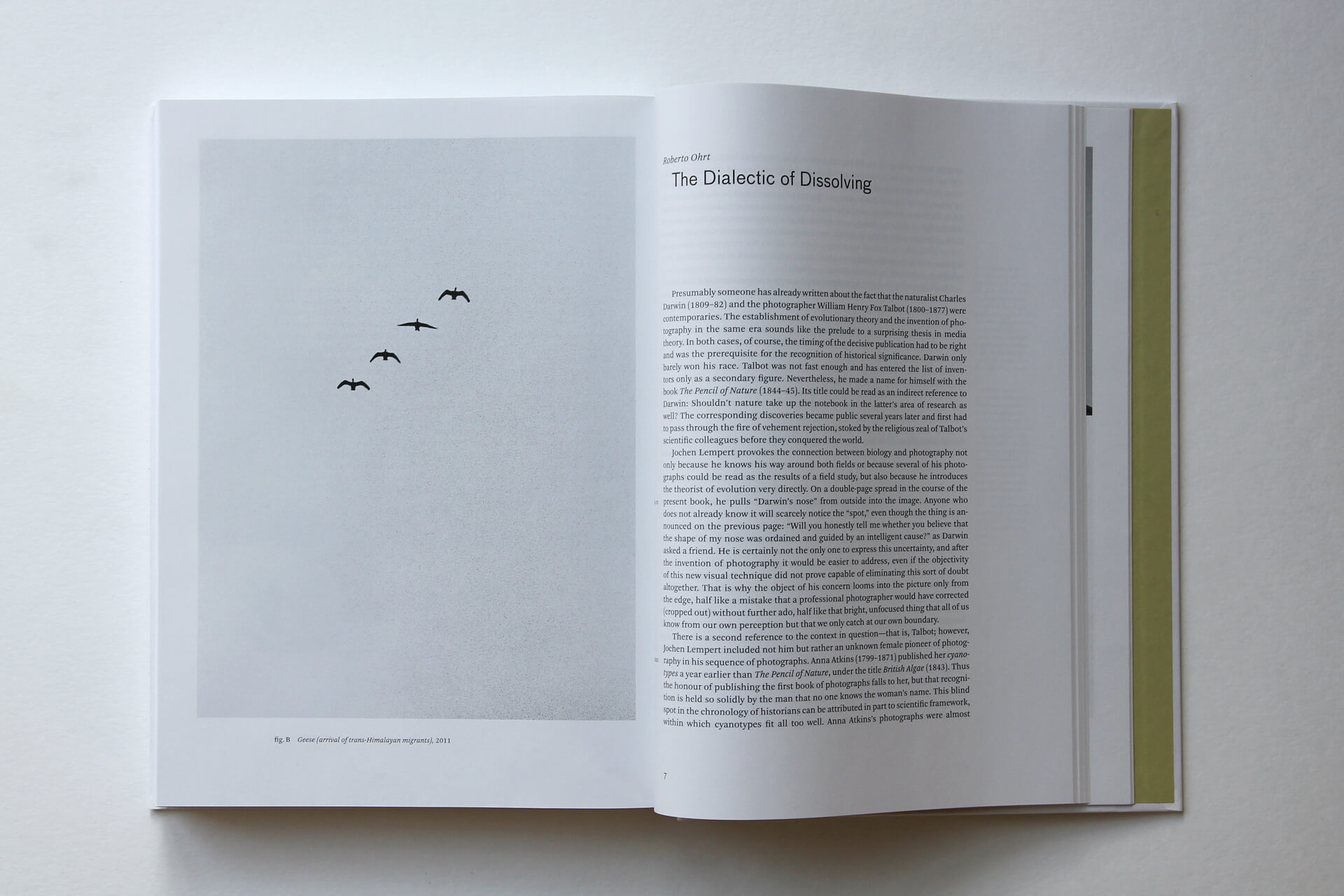 Doppelseite aus „Phenotype“ von J. Lempert. Links ein Foto mit vier Möwen im Flug, rechts Textseite