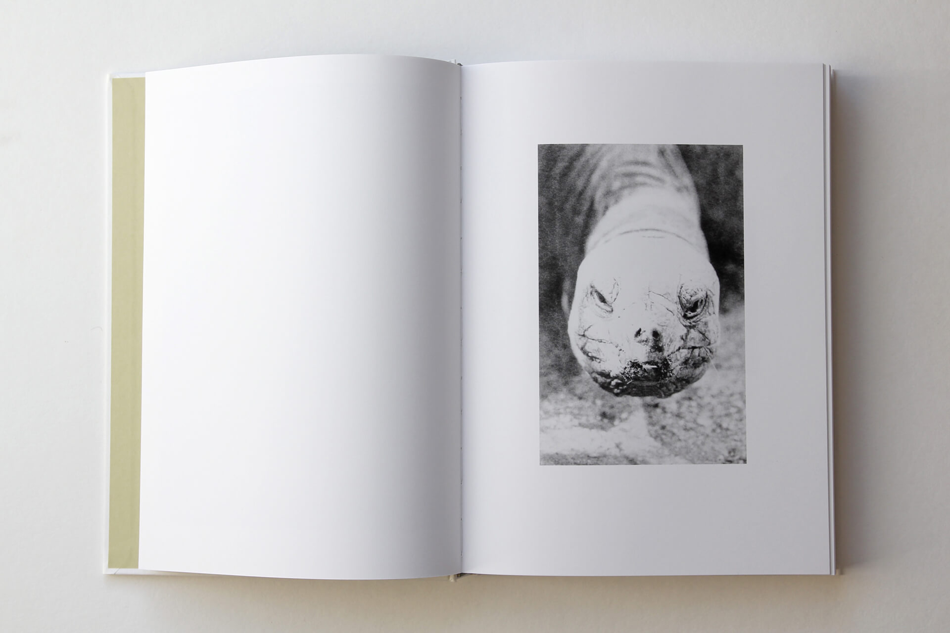 Doppelseite aus „Phenotype“ von J. Lempert. Rechts: schwarz-weiß-Foto mit Kopf einer Schildkröte